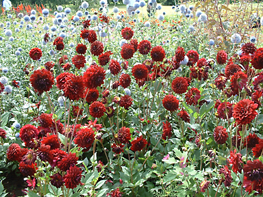 Rot und bläulich sind die Farben, die der Hang zum Seeufer bestimmen, Privatgarten, Berlin