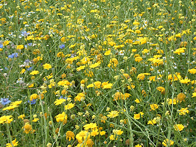 Die großen Wiesenflächen des Anwesens werden nur 2x im Jahr gemäht, um den Blütenreichtum einer wunderschönen Sommerwiese zu erhalten, Privatgarten, Berlin